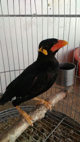 有鸟友帮忙看看,我的鹩哥是幼鸟吗?