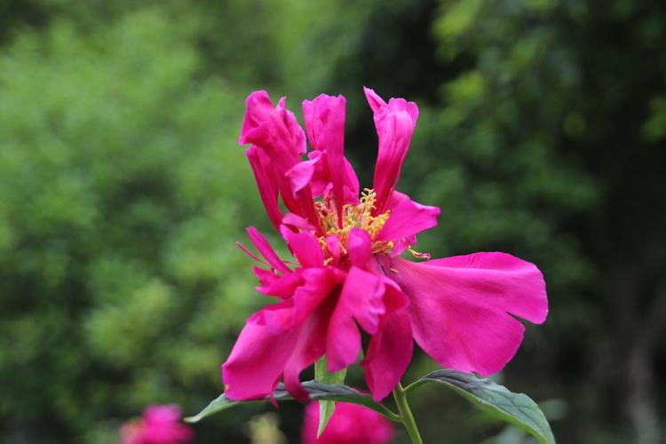 芍药～扬州市花