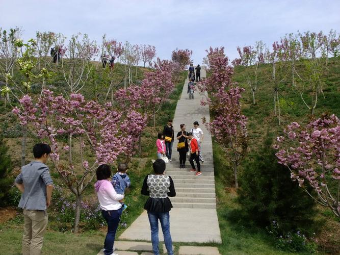 346,太原圪僚沟玉泉山森林公园樱花节