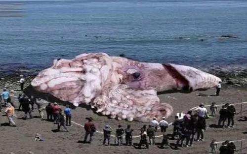 古老神秘的南极洲,发现多种未知生物,这里究竟隐藏了多少秘密?