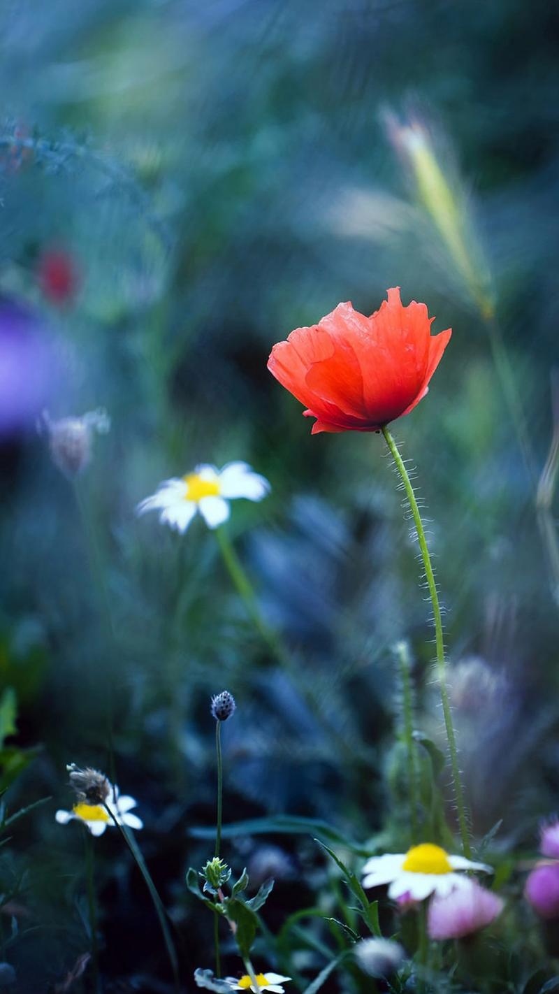 唯美罂粟花微距摄影图片手机壁纸