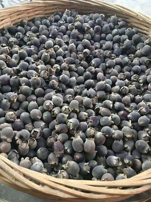 乐昌的捻子熟了,你吃了没?