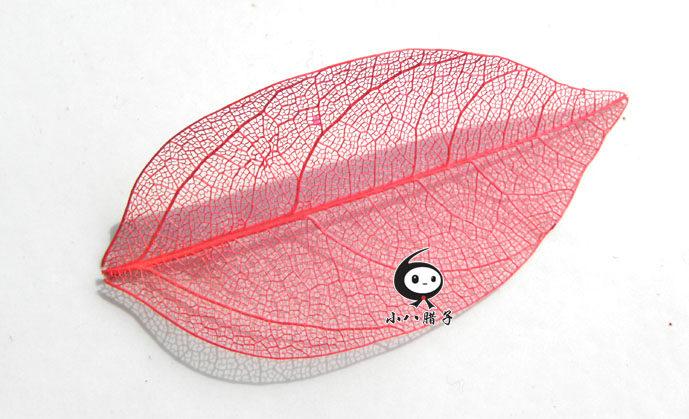 手工书签幼儿园辅料菩提标本叶脉树叶子