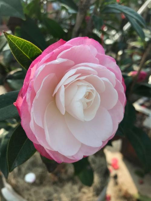 茶花品种:玉玖瑰