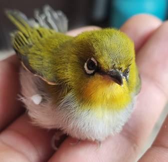 西山区救助一只暗绿绣眼鸟