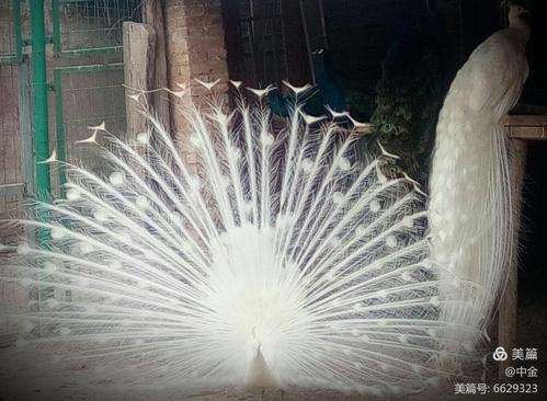 白孔雀蓝孔雀一一开屏啦!