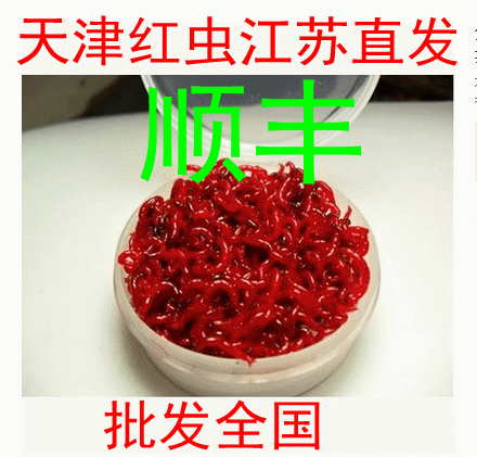 红虫活饵拉饵包邮
