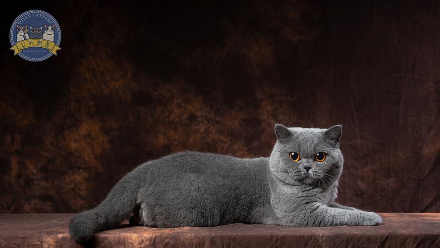 七叶英短猫舍英国短毛猫蓝白蓝猫宠物猫摄影图