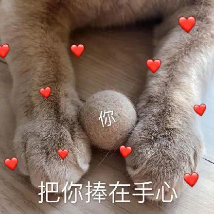 表情包|猫 爱你
