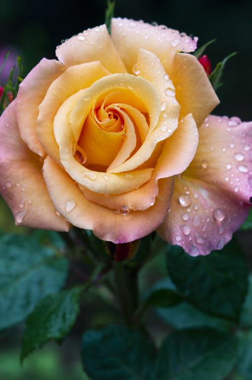 【雨后月季花摄影图片】生态摄影_太平洋电脑网摄影部落