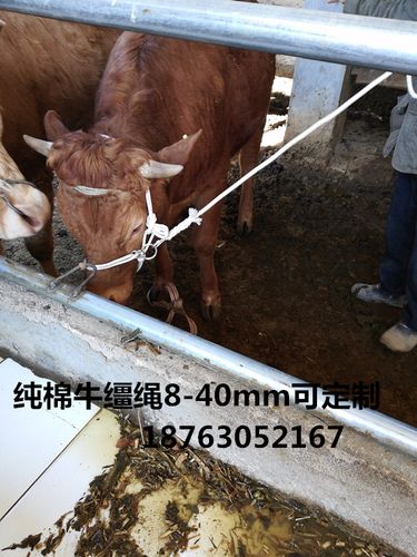 牵牛绳牵马绳拴牛绳子拴羊绳纯棉绳子马缰绳牛鼻圈绳子赠挂钩包邮