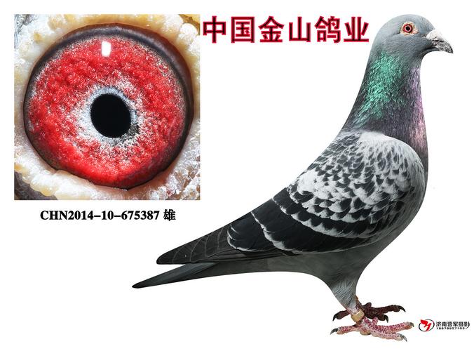全德冠军"黑桃a"直子女与"老白眼"近亲回血鸽! 保证金级 拍卖
