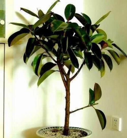 橡皮树长成了这样你知道应该怎样补救么你该这样做