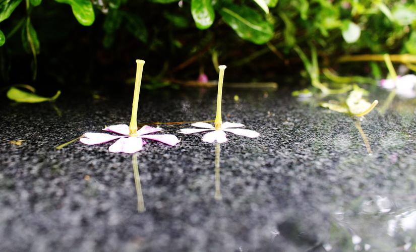 雨后的美之花儿的世界