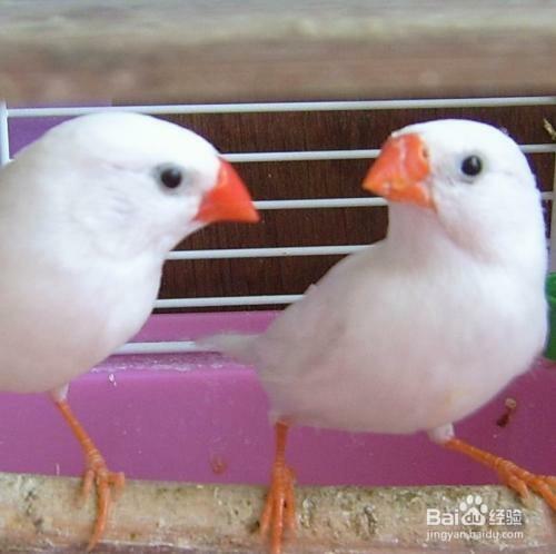 白珍珠鸟怎么分公母