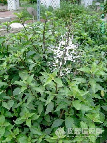 主题:【原创】你知道猫须草吗?——东盟博览会之眼