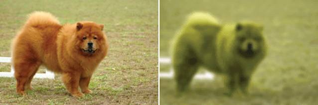 狗狗眼中的世界是什么样子的?