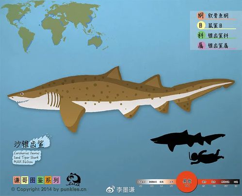 锥齿鲨科 锥齿鲨属