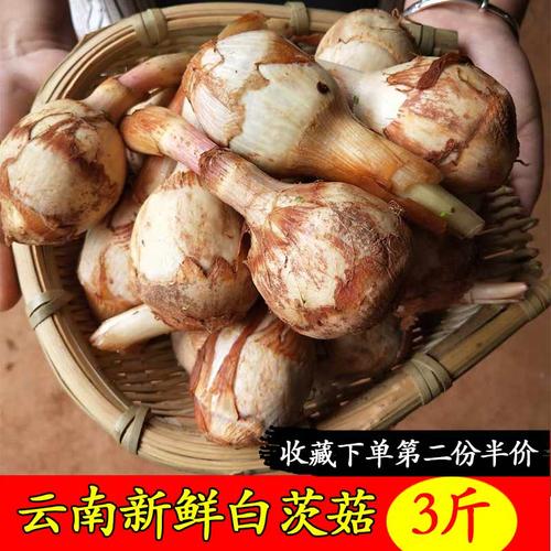 野荸荠枇杷梗浙江湖州南浔特产糕点小吃零食品