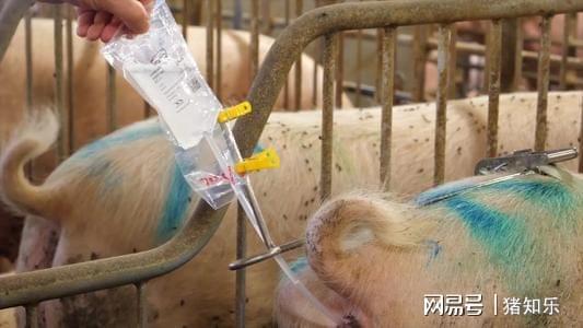 猪临床输液原则