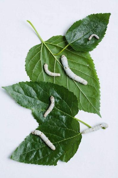 桑叶泡水喝能带来哪些好处这5个好处或会不请自来