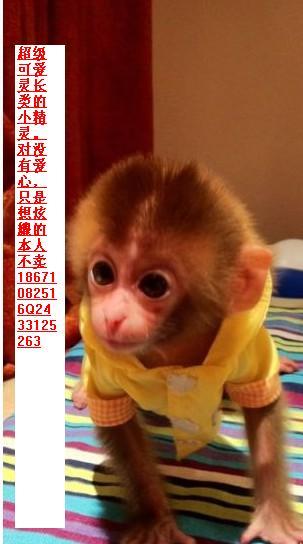 日本袖珍石猴