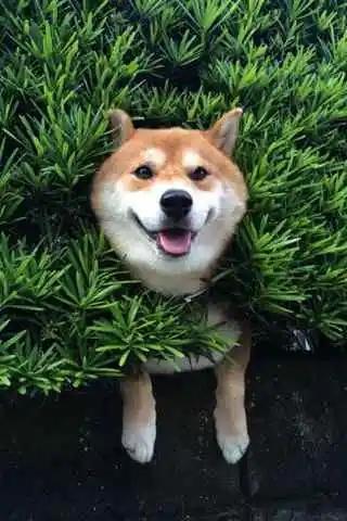 浦东新区纯正柴犬幼崽多少钱日本柴犬实地货源