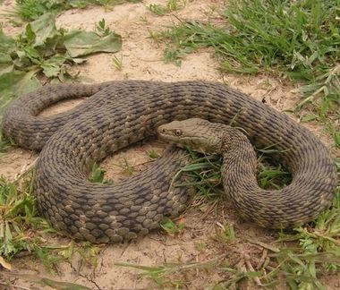 棋斑水游蛇_360百科