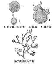 孢子囊成熟时大都与孢囊梗脱离.孢子囊单生于孢
