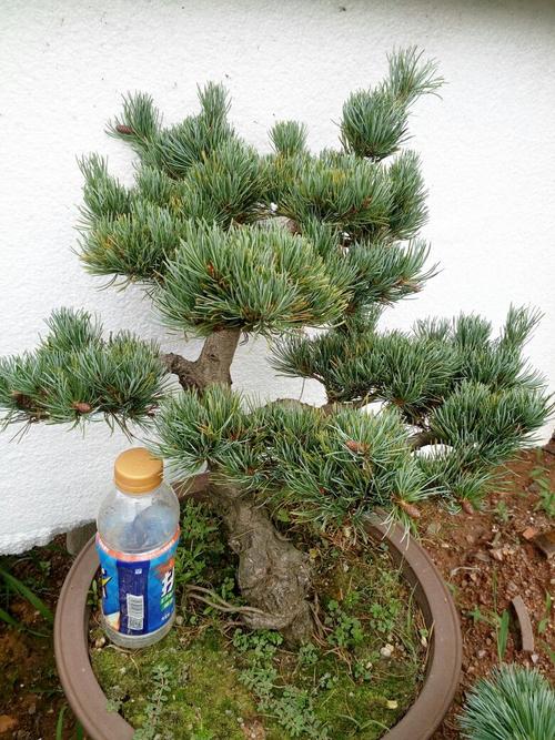 宫岛金针大阪松五针松嫁接苗庭院办公室内小品微型盆景树桩绿植