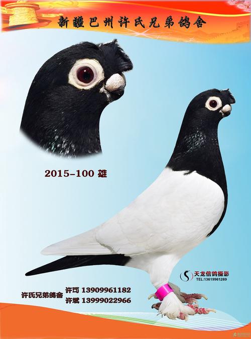 短嘴,黑头,大字白,红头 新疆许氏兄弟观赏鸽欣赏