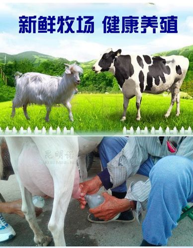 文山牛羊布病检测试纸卡