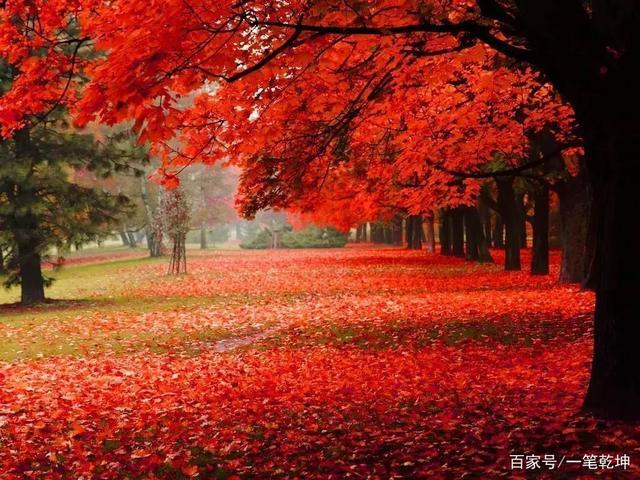 每年的枫叶红了,那美丽,动人的红叶重新将大山染红,俨然大片火海.