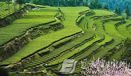 记者 向竹清 2011年4月1日拍摄的恩施市芭蕉侗族乡灯笼坝茶园基地.