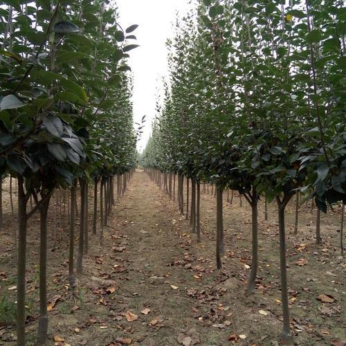 3公分西府海棠 山东西府海棠小苗