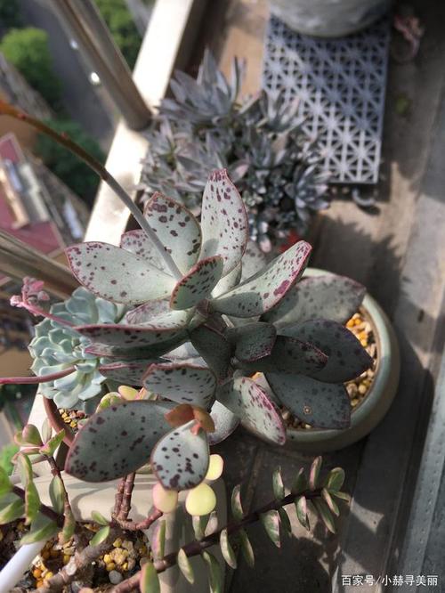 多肉草莓蛋糕水泡