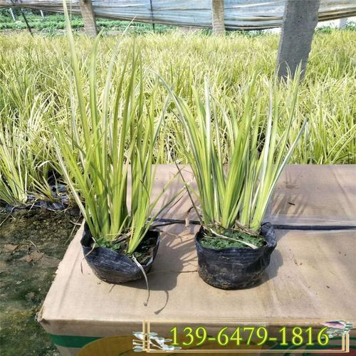 宿根花卉金边石菖蒲水生植物观赏草 金叶石菖蒲