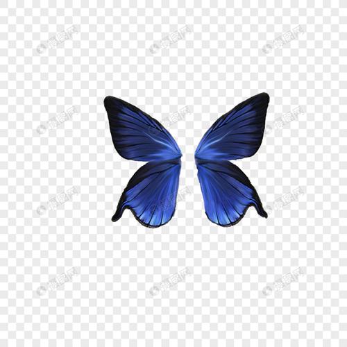 蓝色蝴蝶翅膀
