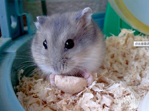 你有没有见过淡紫色的仓鼠呢,紫仓仓鼠就是的,它们长着淡紫色的梦幻
