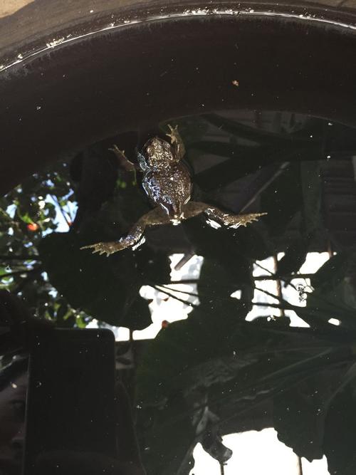 这是青蛙还是蛤蟆 有毒吗?