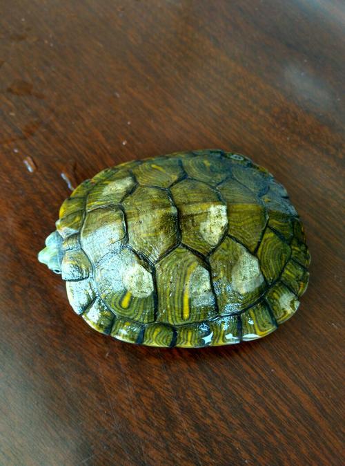 乌龟背上有一块一块白 怎么回事?