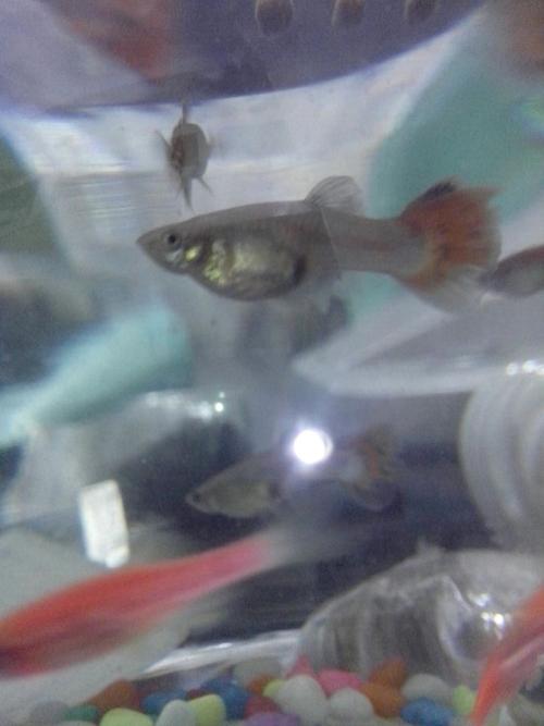 怎么看孔雀鱼是不是怀孕了? 有图