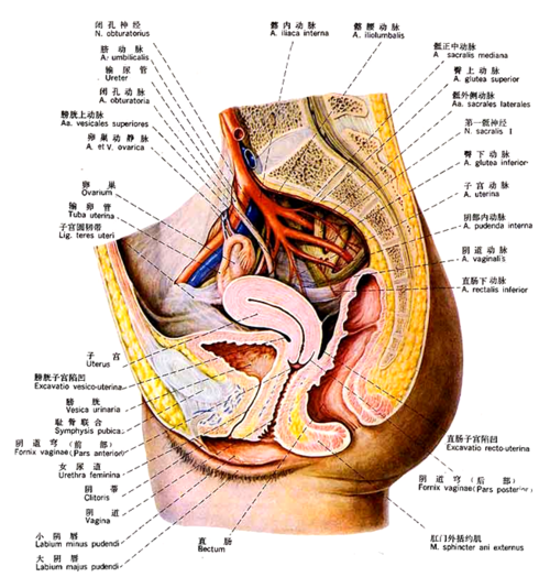 男性尿道细长,起自膀胱的尿道内口,止于尿道外口,行程