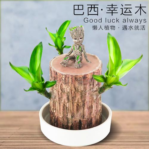 巴西木幸运木水养植物小盆栽办公室内桌面格鲁特四季树桩水培绿植