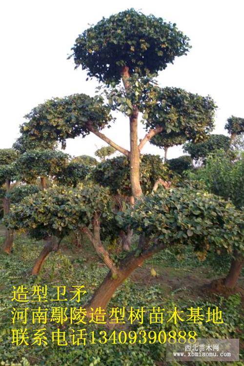 卫矛造型
