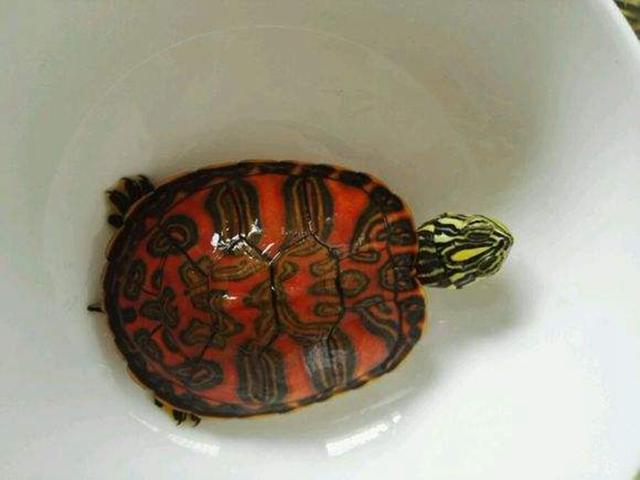 巴西龟和火焰龟是一个品种吗?巴西龟能深水饲养吗?