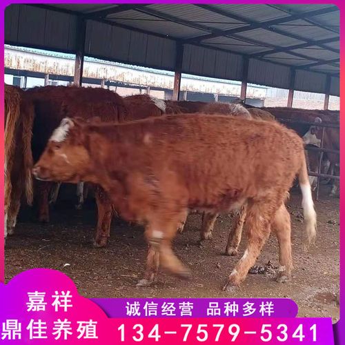 西门塔尔牛小牛犊幼牛种牛活苗养殖出售品种西门塔尔牛