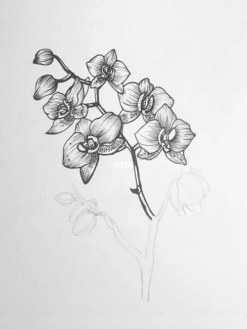 蝴蝶兰线稿95|针管笔手绘|花卉|附过程图_绘画_蝴蝶兰_手绘_针管笔