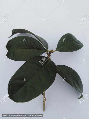 [正版商业]桂花树叶