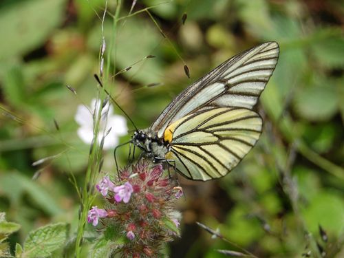 aporia bieti 暗色绢粉蝶